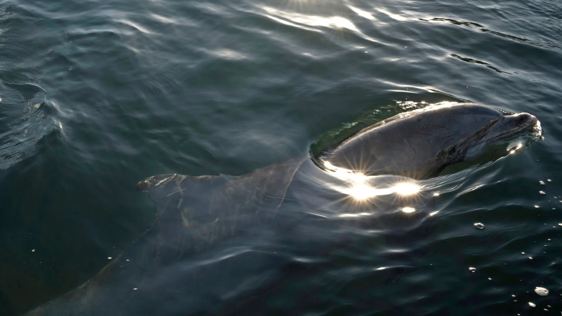 Microplastics Everywhere: Dolphins Show Evidence Of Inhalation, Study Finds