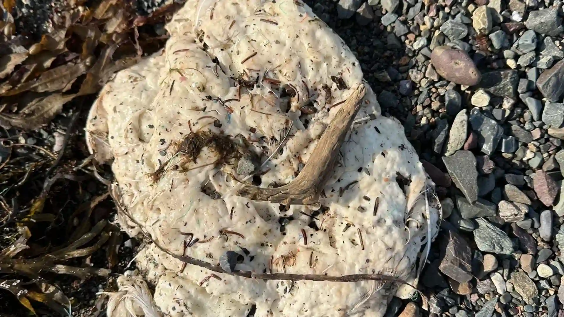 Blobs misteriosos invadem as praias de Newfoundland: O que são?