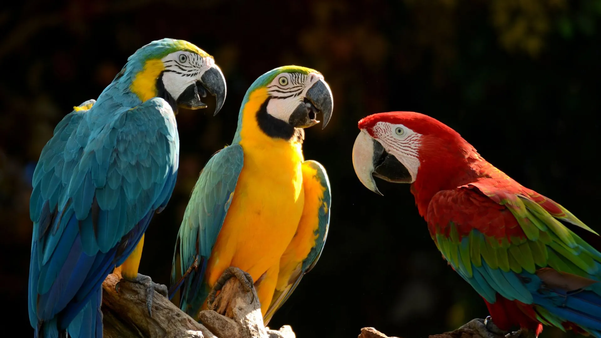 Parrot Population Boom In Argentina: Townsfolk Take Action