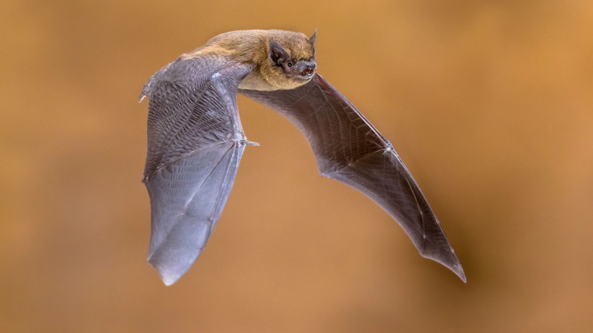 Rabid Bat Exposure Alert For Chicago Concertgoers