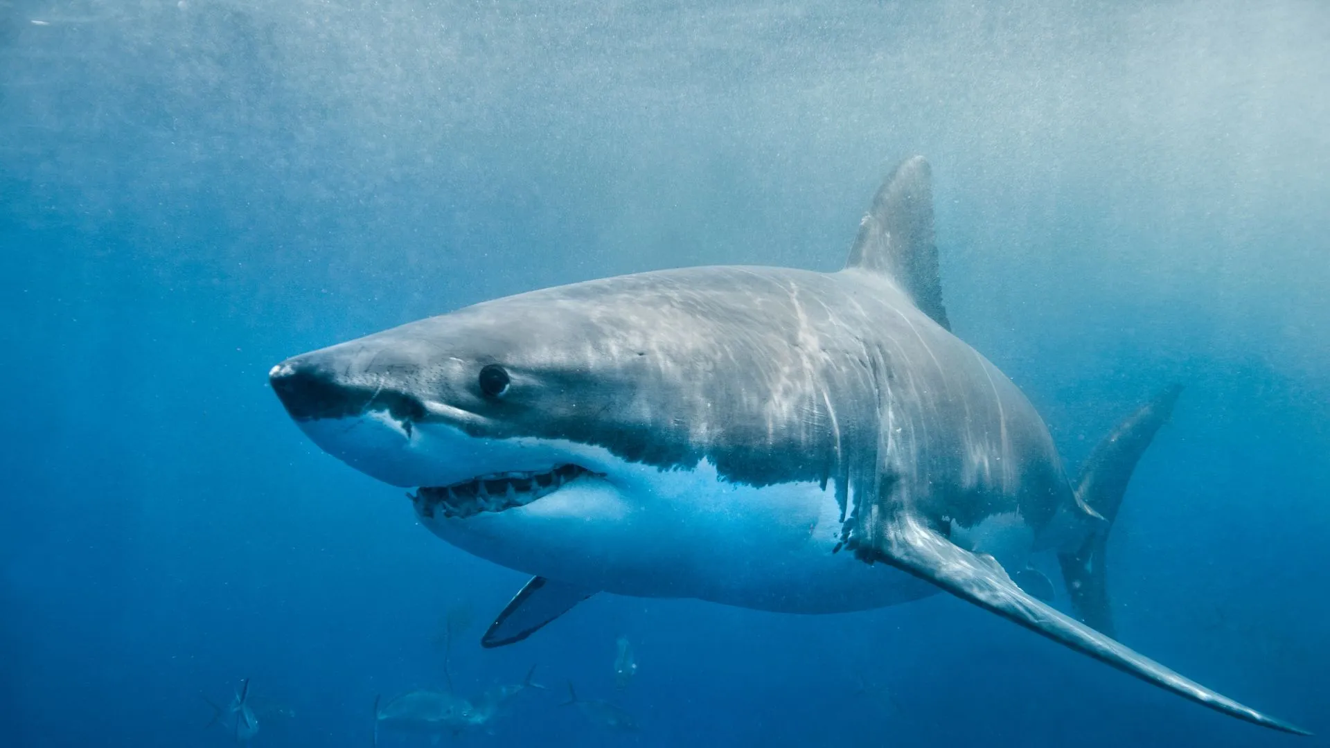 Fisherman Discoveres Shark With Human Remains Inside