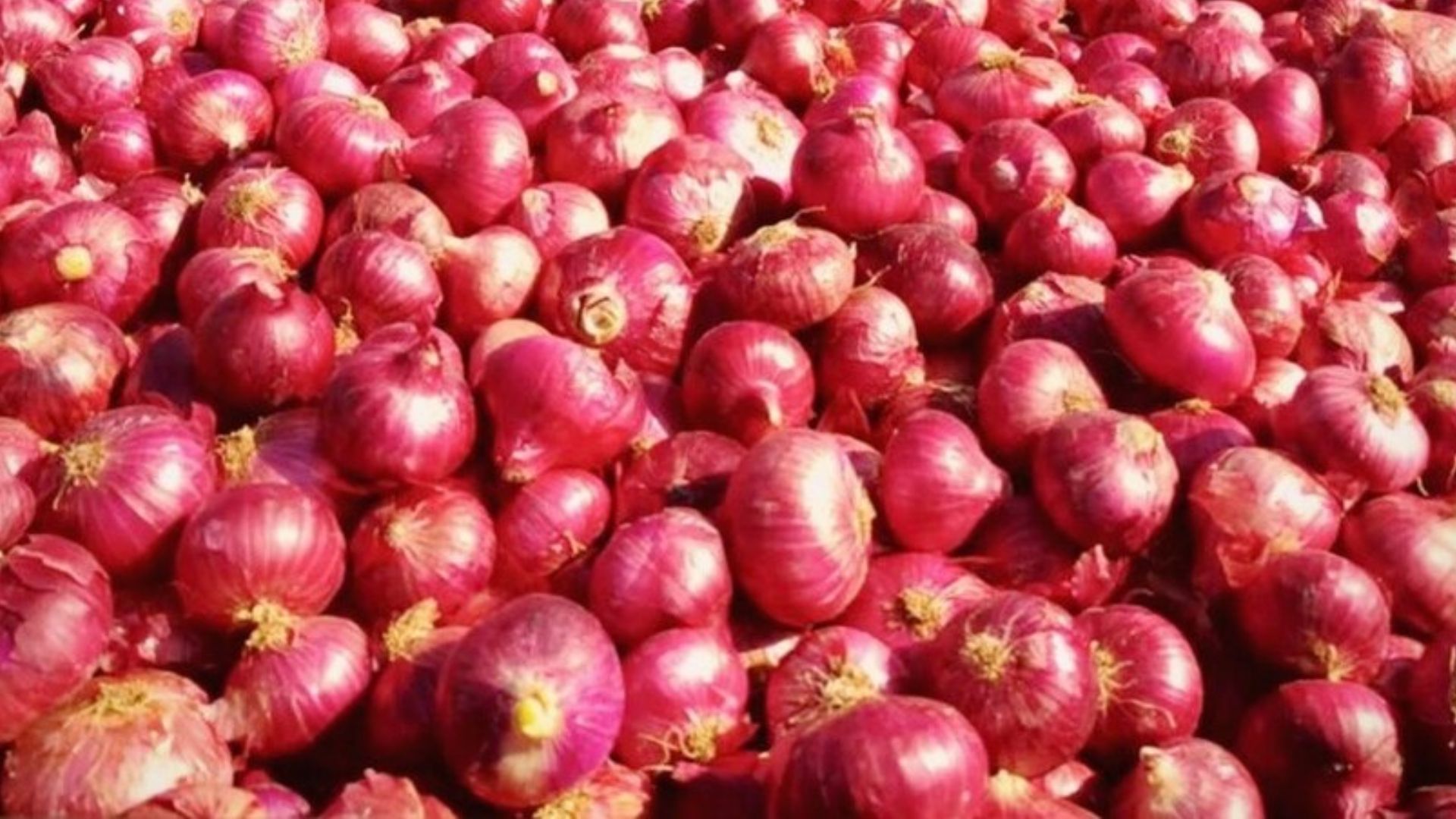 Nafed Transports 840 Tonne Of Buffer Onion To Delhi