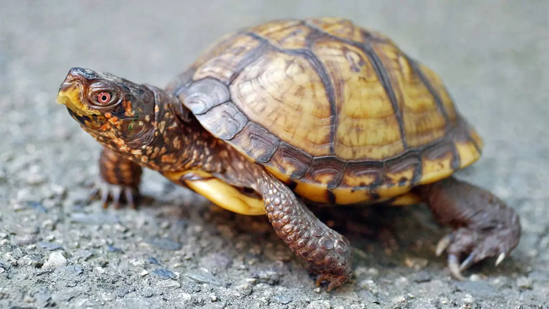 Woman Pleads Guilty to Turtle Smuggling Attempt into Canada