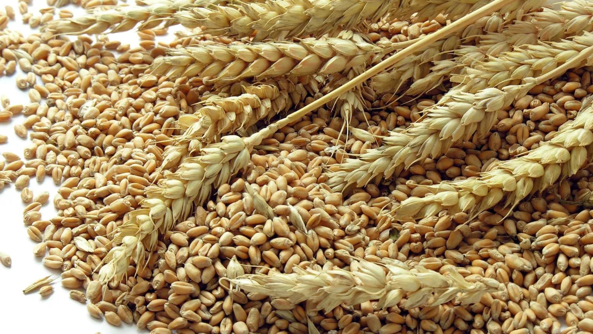 Cabinet Hikes Wheat MSP By Rs 150 To Rs 2,425/Quintal For 2025-26