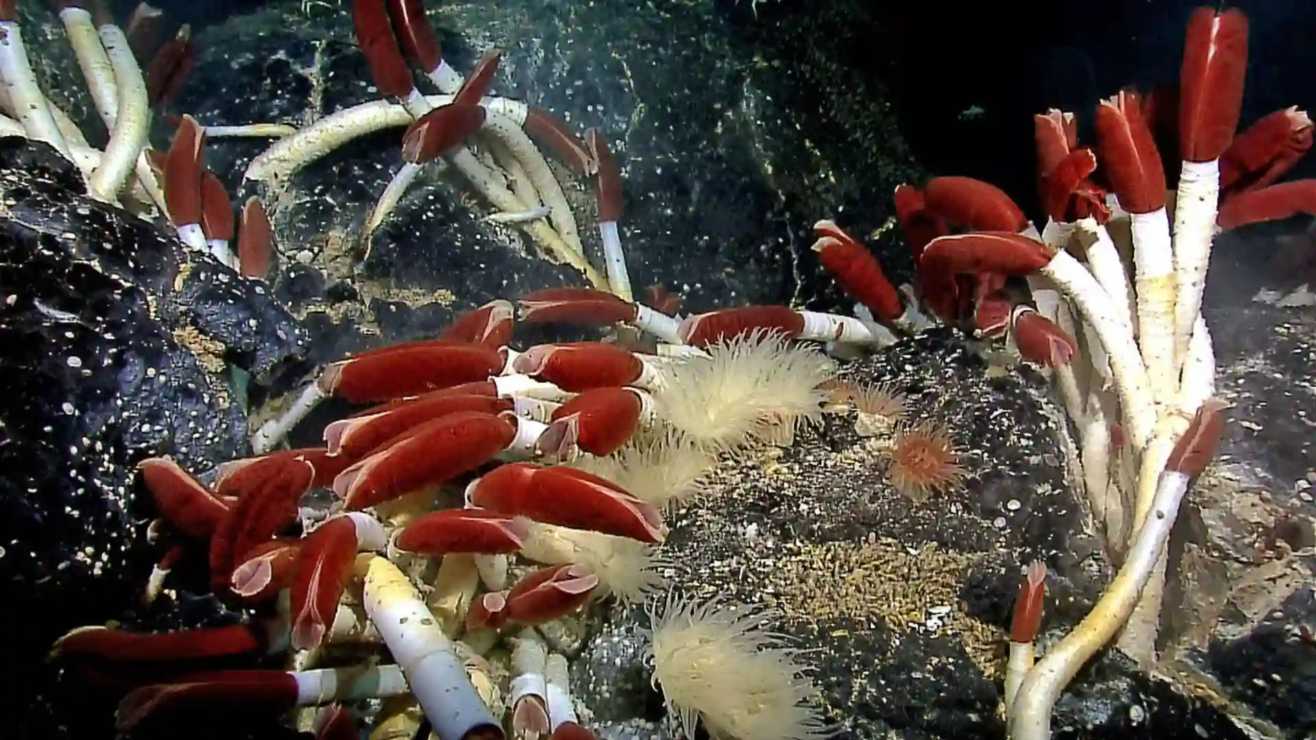 What Secrets Are Hidden Beneath Deep-Sea Hydrothermal Vents?