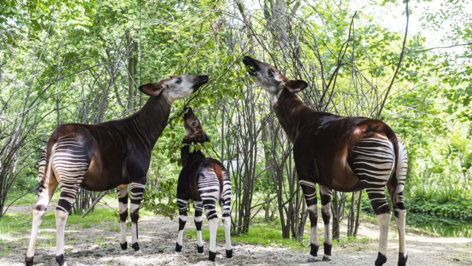 Why Should We Celebrate World Okapi Day? This Mysterious Creature Deserves Your Attention!