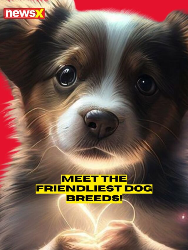 Meet the Friendliest Dog Breeds!