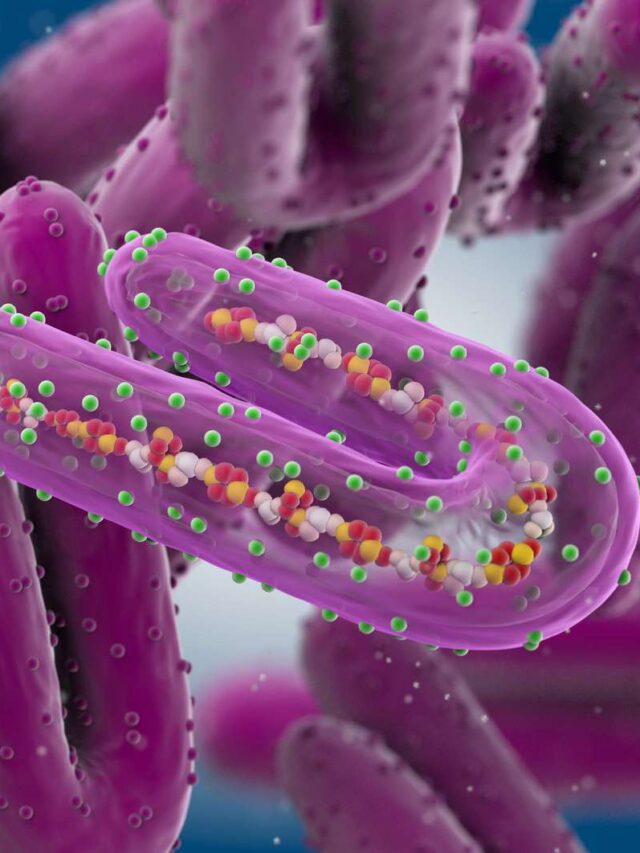 Understanding Marburg Virus Disease