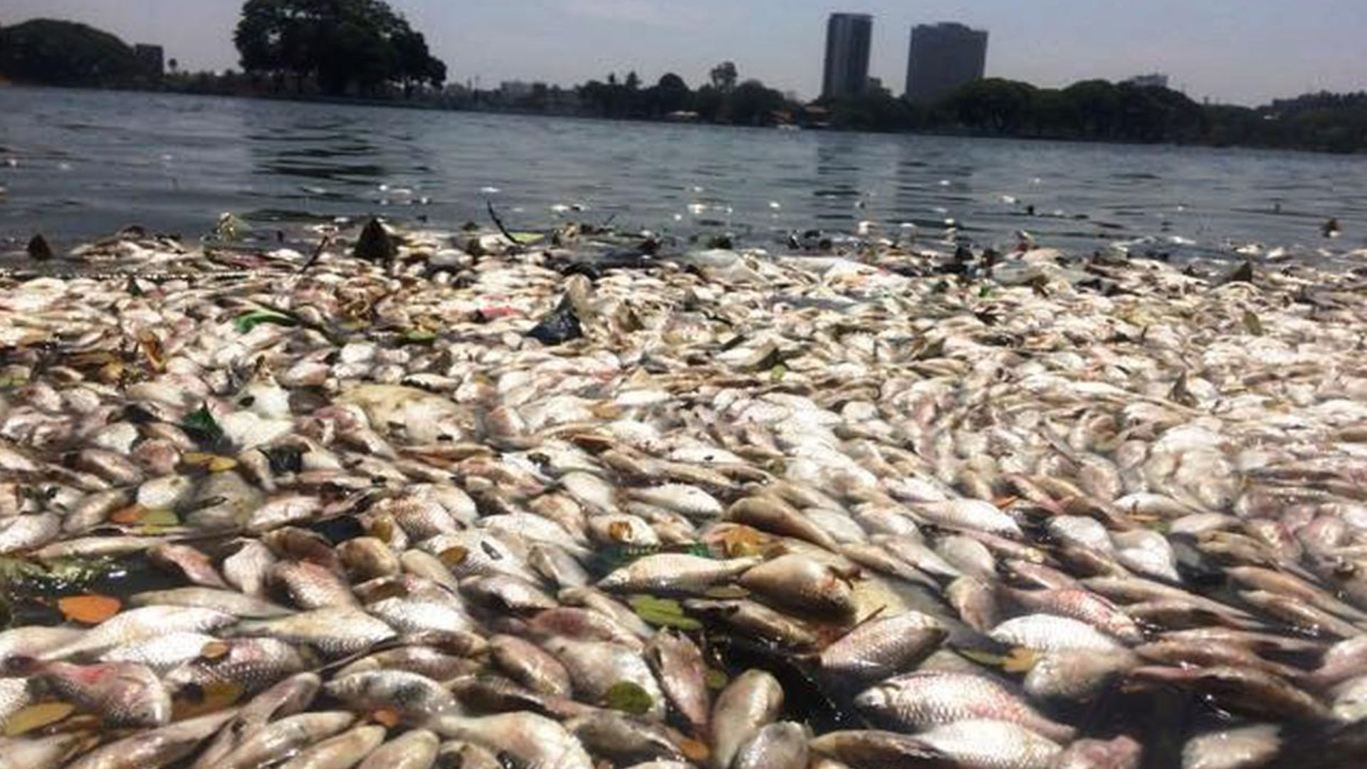 Thousands Of Dead Fish Seen floating in Bengaluru Lake In A Viral Video: What’s The Truth?