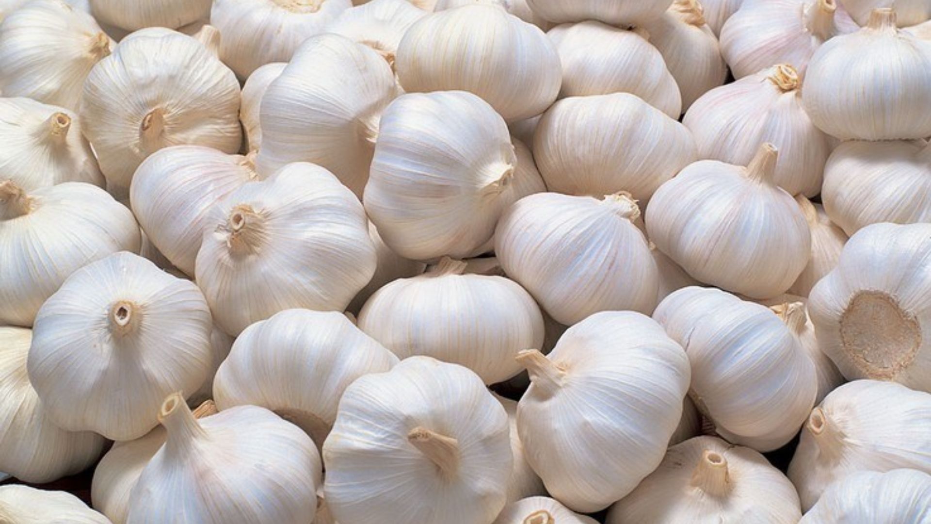 Chinese Garlic Glut In Market Worry Karnataka Farmers