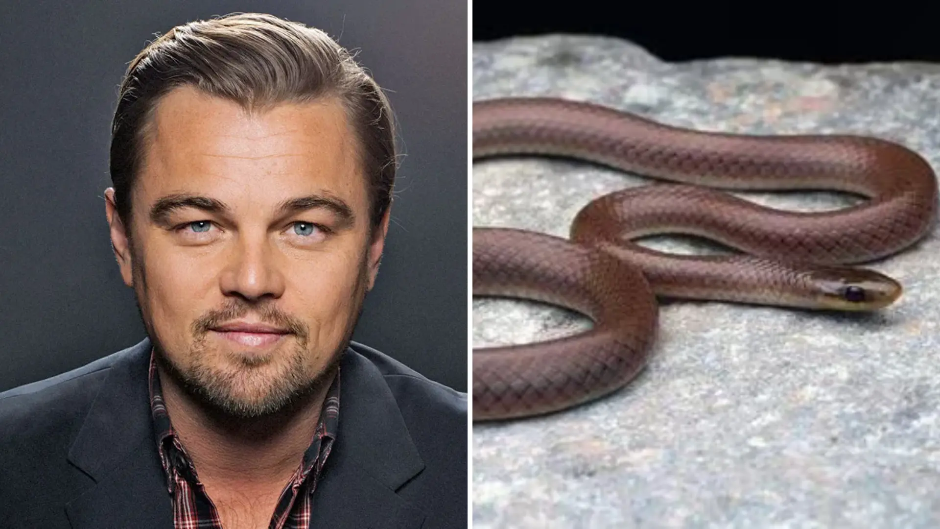 Newly Discovered Snake Species In Western Himalayas Named After Leonardo DiCaprio