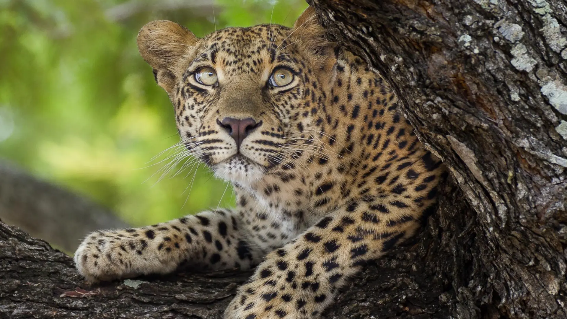 Was There A Leopard at Bhubaneshwar Airport? Sightings Reported; Officials Denies