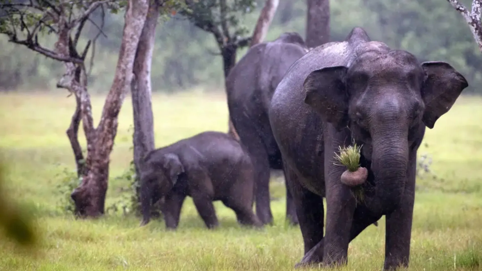 10 Elephants In Madhya Pradesh Die From Suspected Poisoning