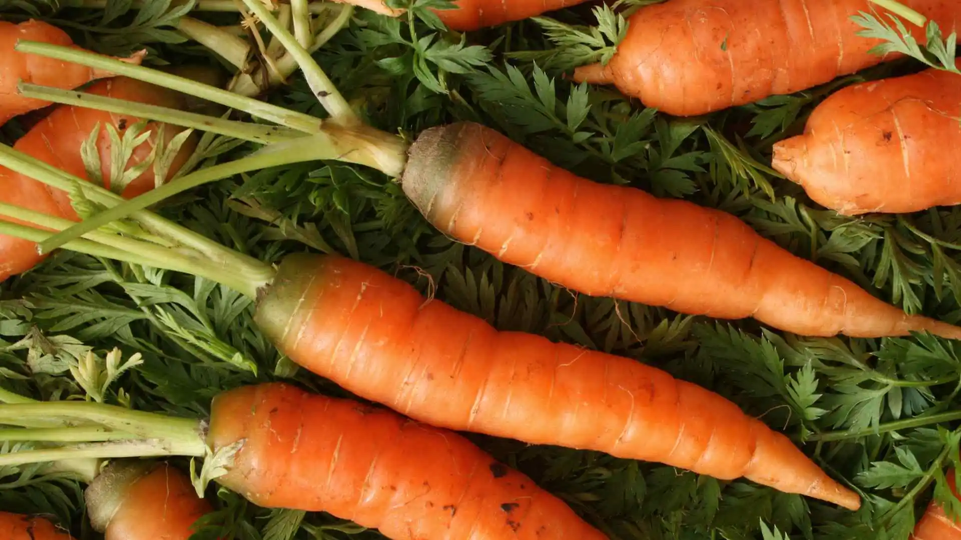 Is E. Coli The New Threat In Your Grocery Basket? Learn About The Latest Baby Carrot Recall