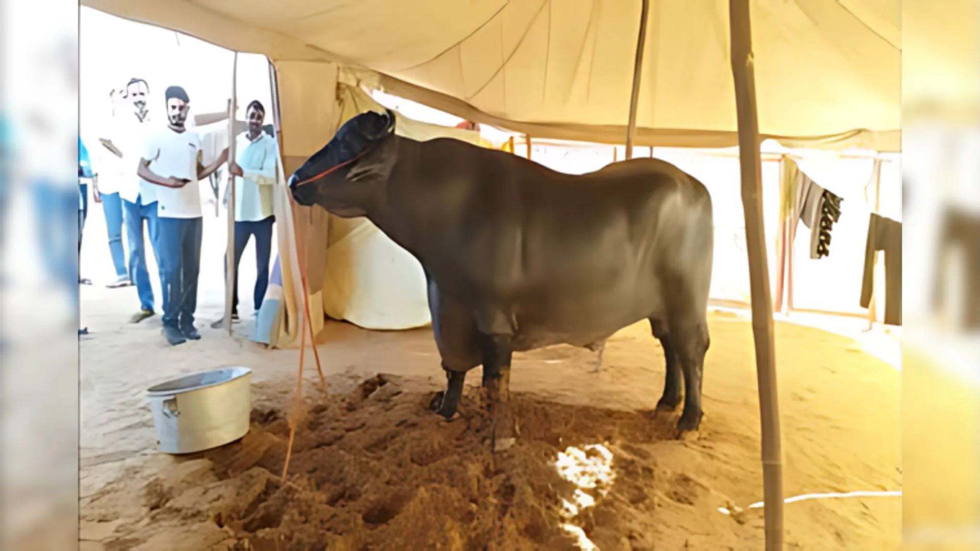 This 1500-Kilogram Buffalo Is Worth ₹23 Crore – Here’s Why Anmol Is A Sensation!