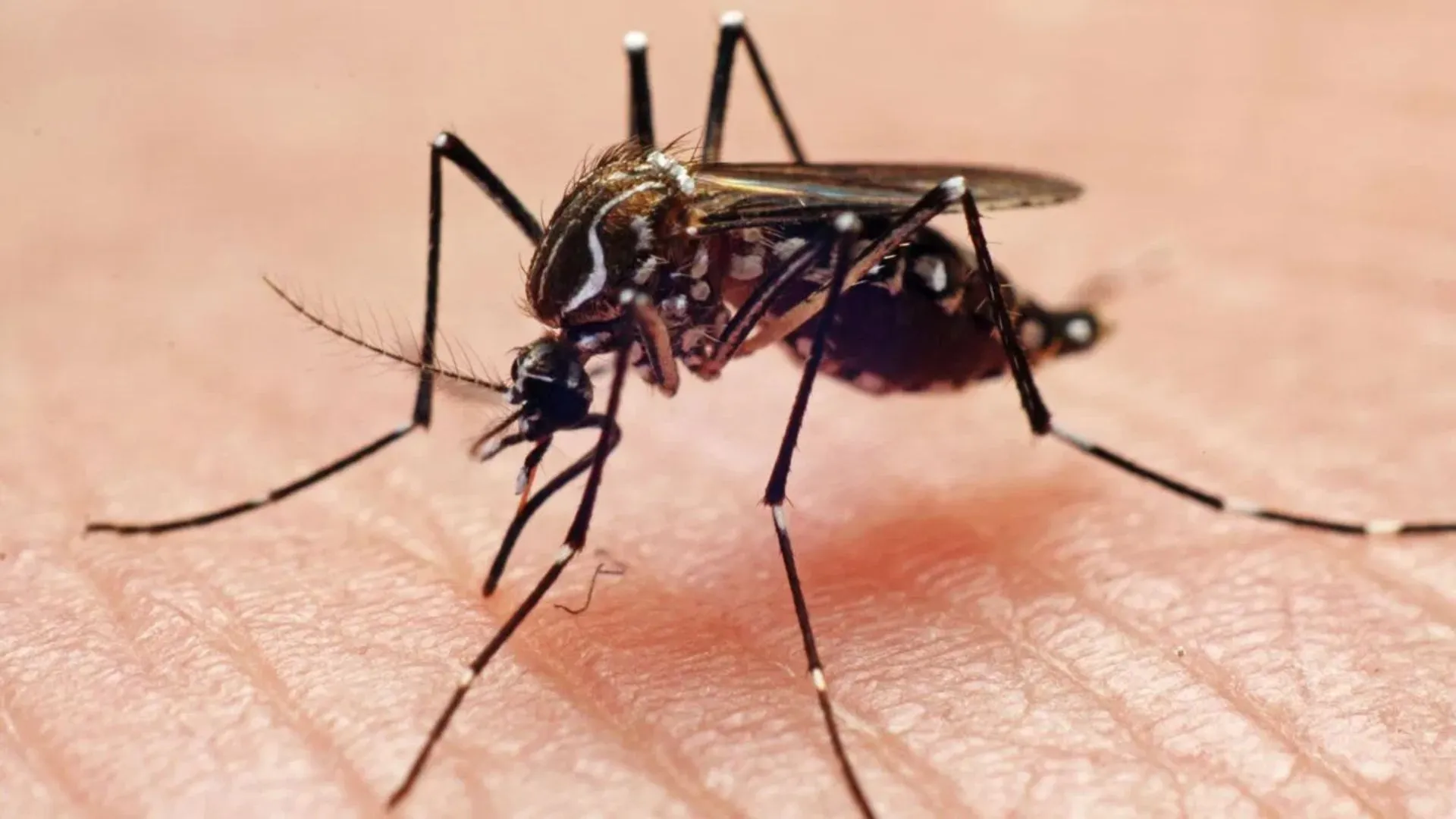 Chikungunya And Dengue Cases In Delhi Reach Alarming Numbers In 2024: MCD Report