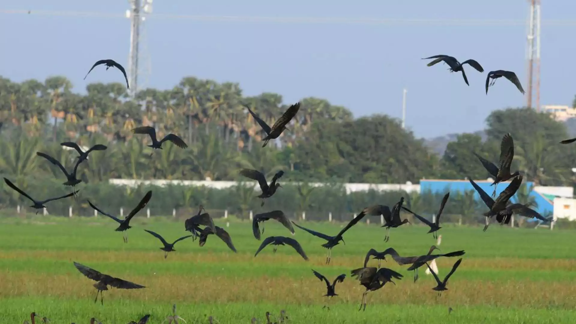 Delhi Fire Services Halts Animal and Bird Rescues Amid Staff Shortage