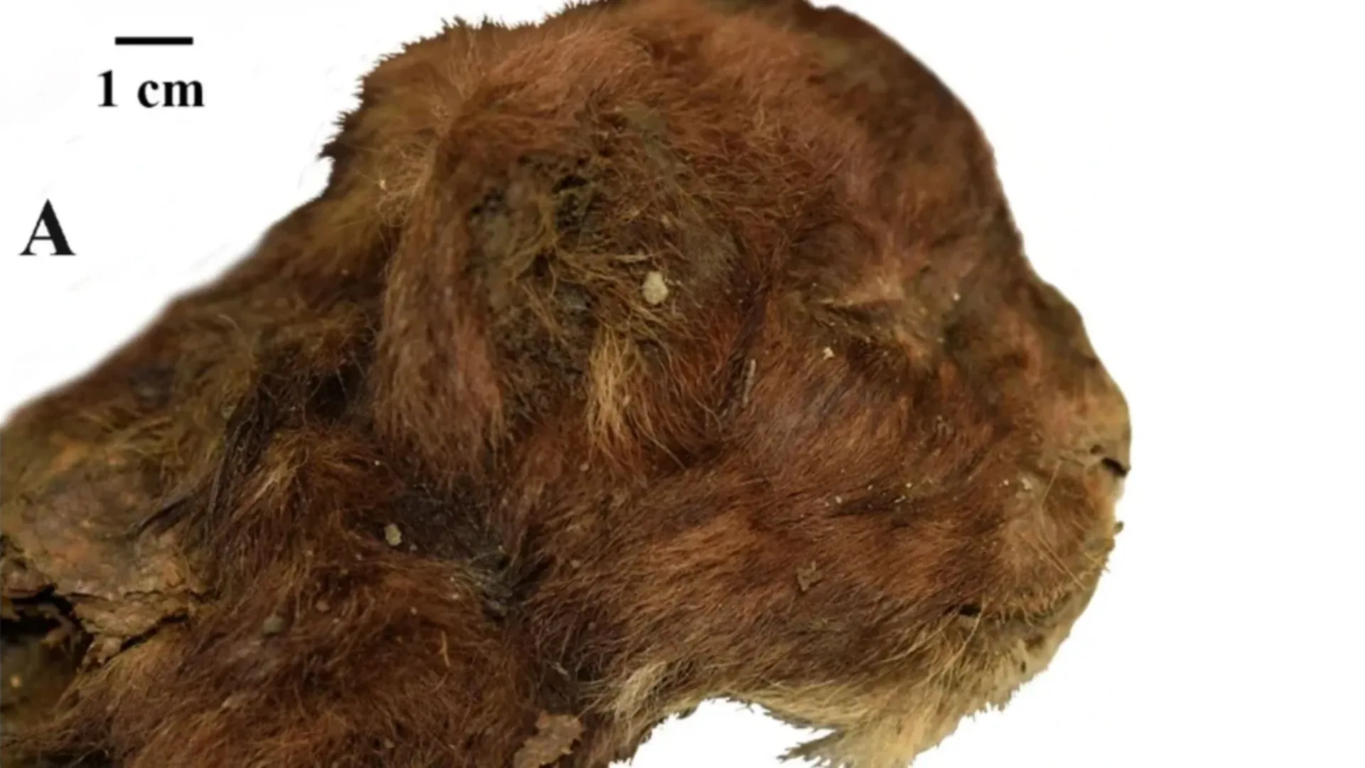 Frozen In Time: Newborn Saber-Toothed Cat Mummy Unearthed From Permafrost After 35,000 Years