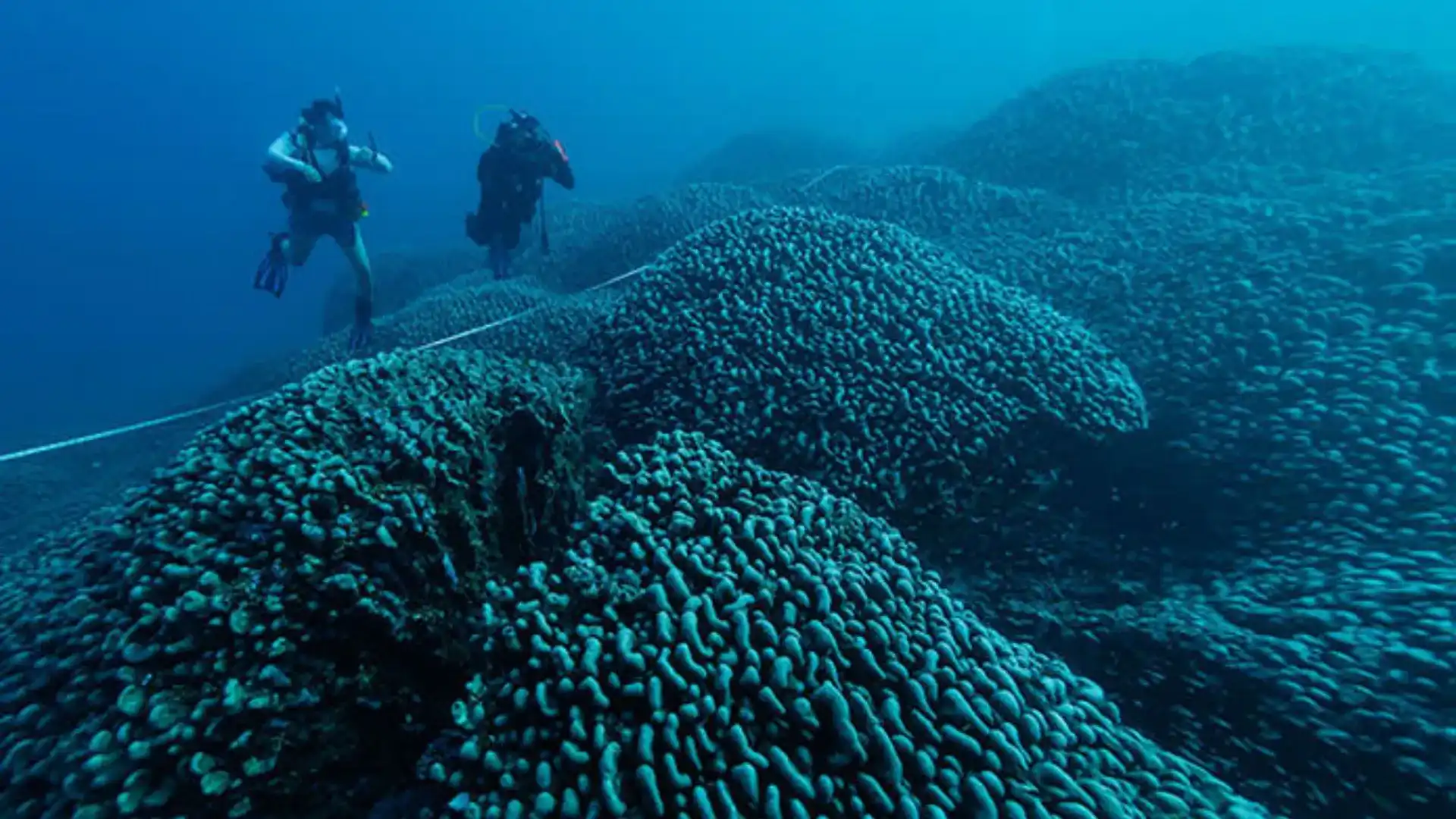 Giant Coral Colony, Unknown For Centuries, Found In Solomon Islands