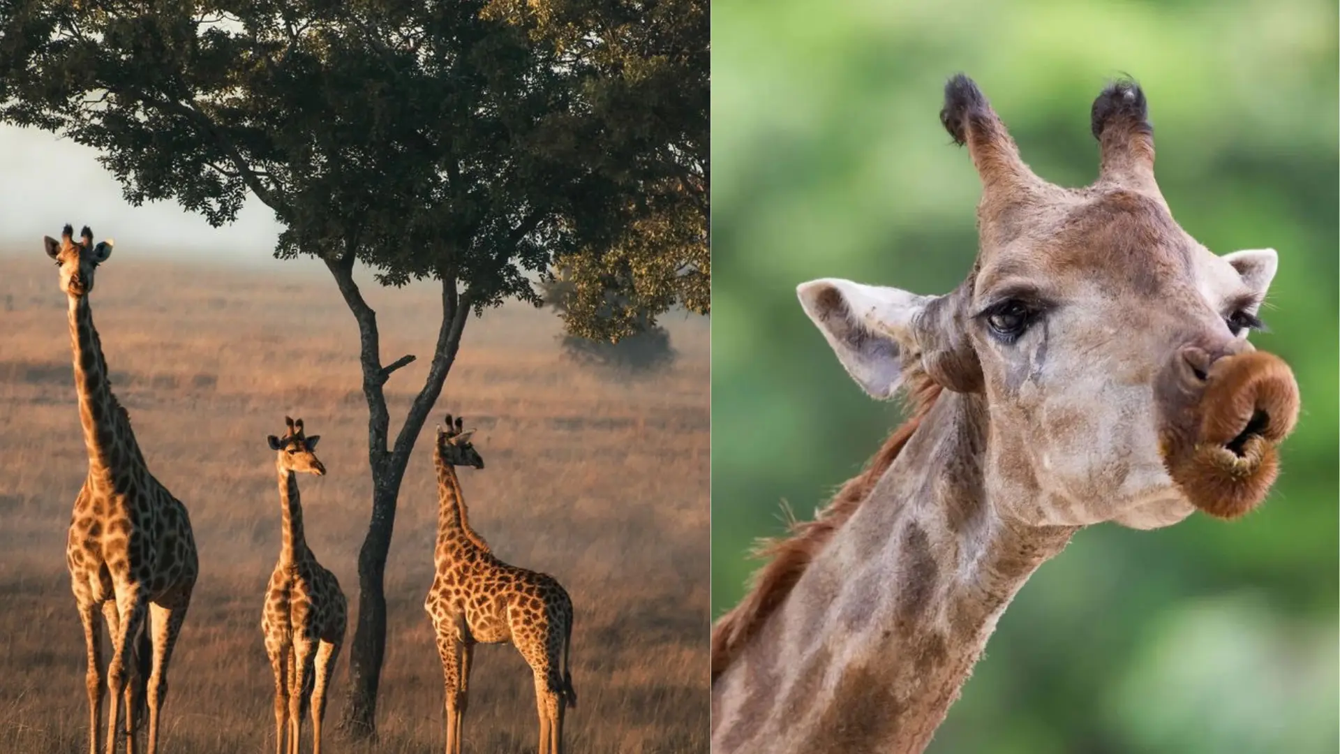 Giraffes To Go Extinct? To Be Listed Under Endangered Species Act For The First Time