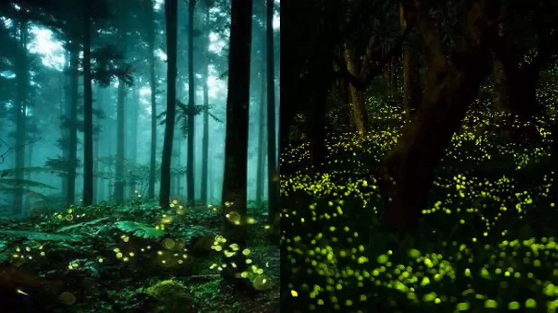 Want To Visit A Fairyland In India? Find 5 Magical Destinations That Glow in the Dark