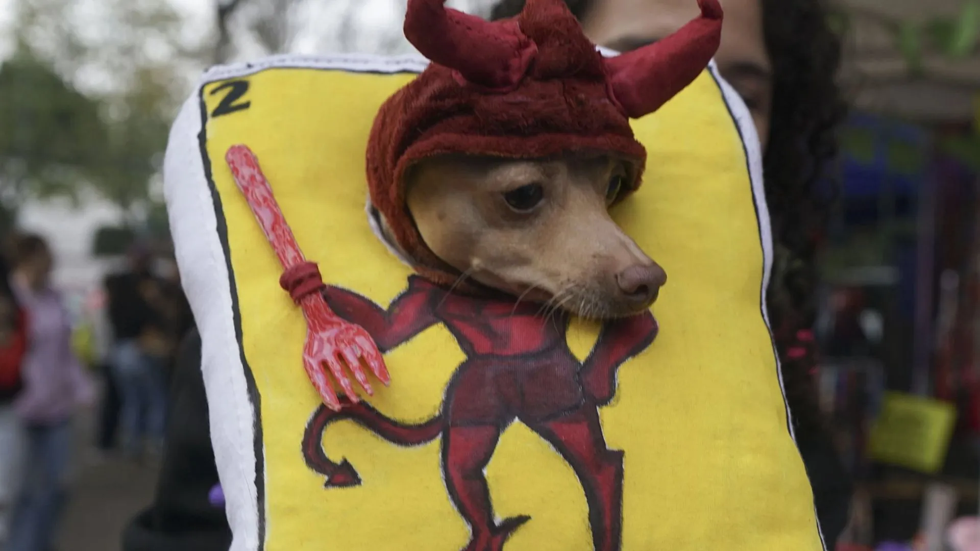 Honoring Pets In Mexico: Day Of The Dead Altars Now Include Beloved Animals, See PICS