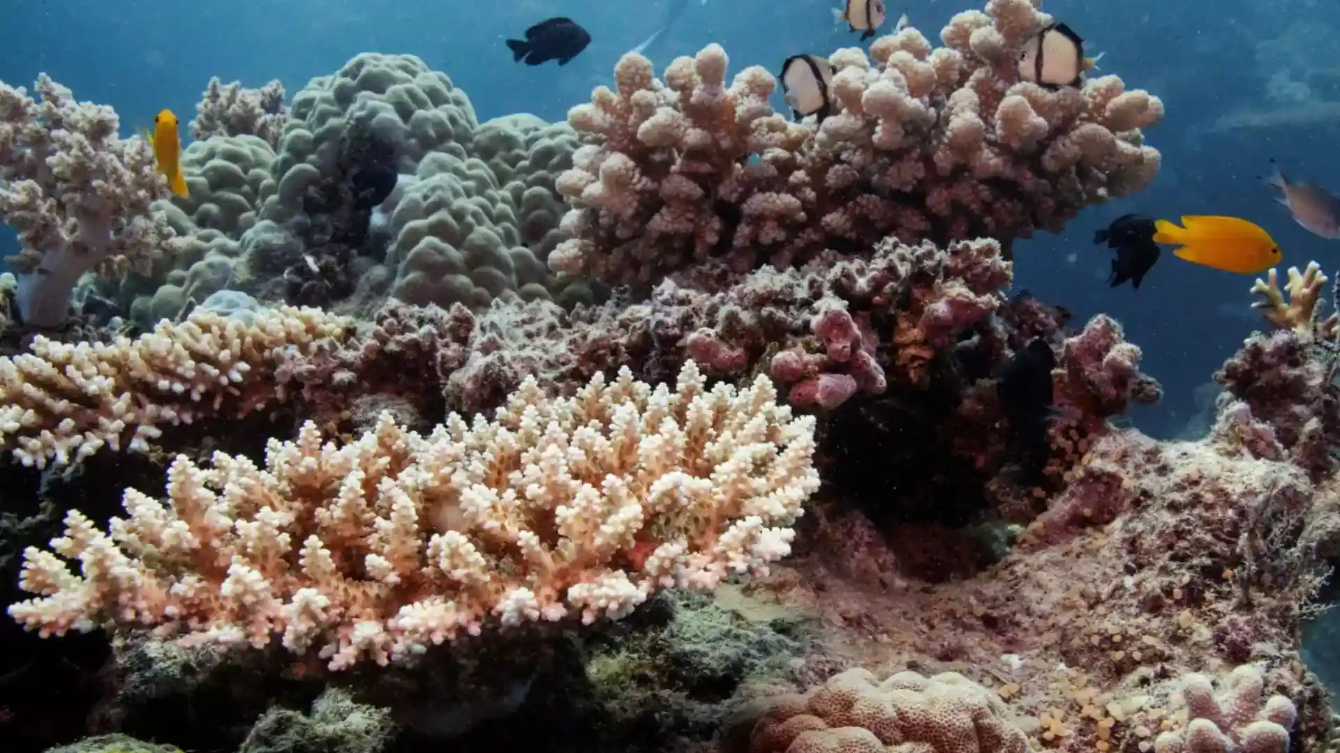 Record Coral Mortality Hits Great Barrier Reef, Researchers Confirm ‘Worst Fears’