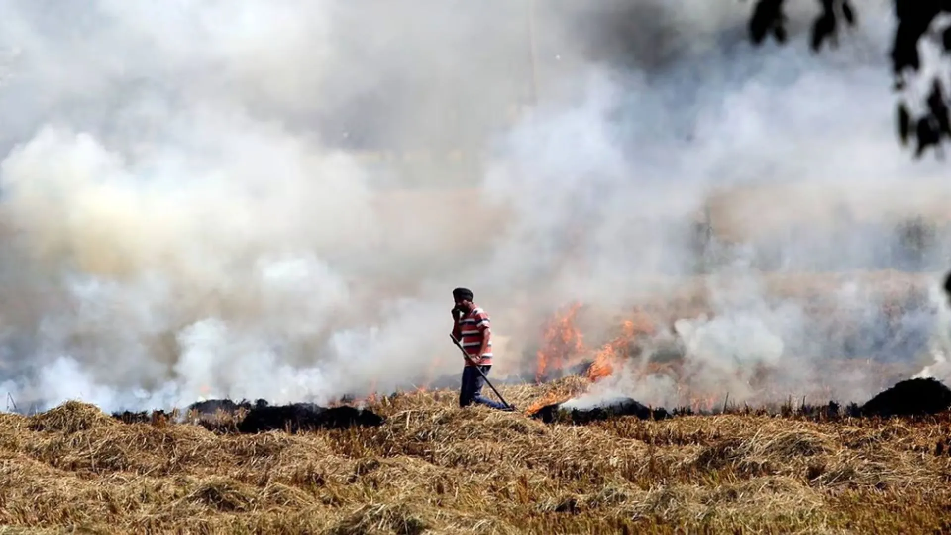 Madhya Pradesh Leads In Stubble Burning, But Tribal Farmers Show Sustainable Path