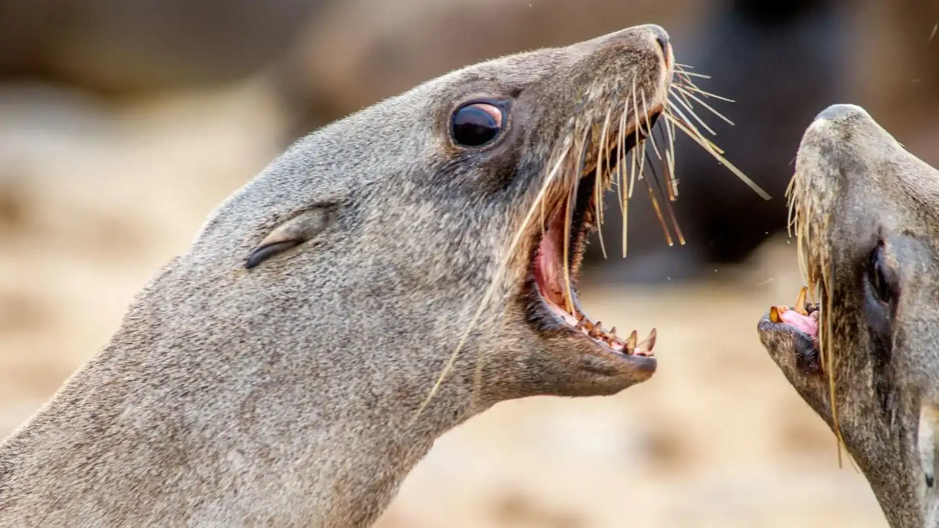 This ‘Nasty’ Blood Infection Can Result From A Seal Bite