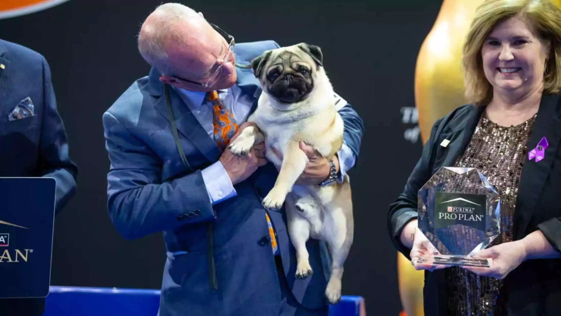 2024 National Dog Show: Vito, A Pug Wins The ‘Best In Show’ Over More Than 1,900 Dogs