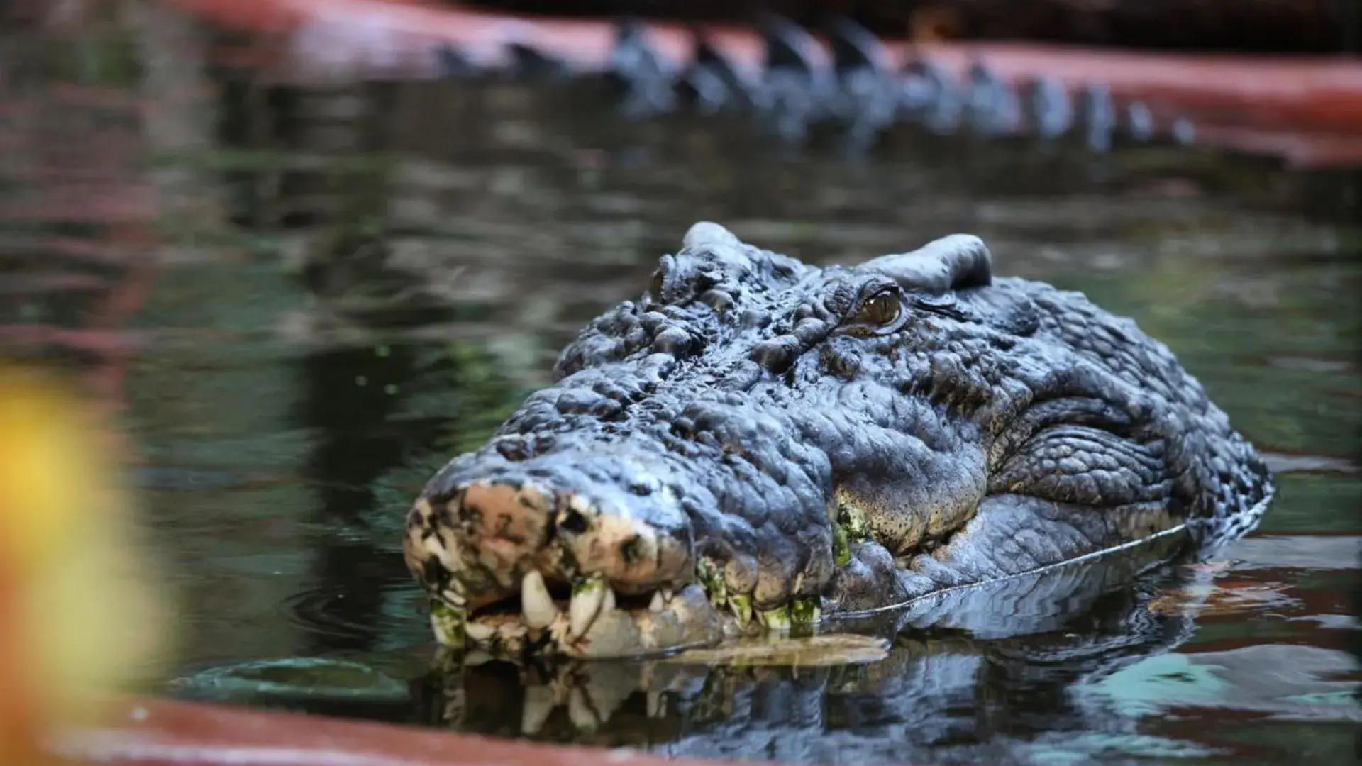 World’s Biggest Crocodile In Captivity, Cassius, Bids Farewell