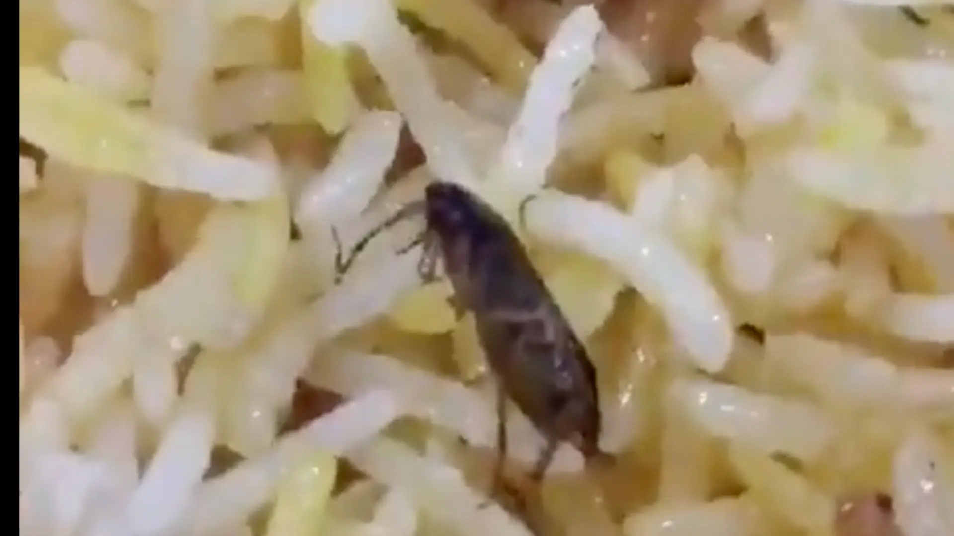 Cockroach In Biryani, Hyderabad Restaurant Ignores Complaint Says, ‘What Can We Do’?