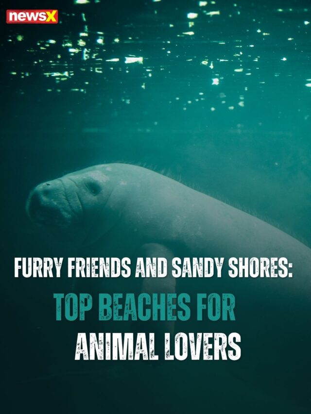 Furry Friends and Sandy Shores: Top Beaches for Animal Lovers