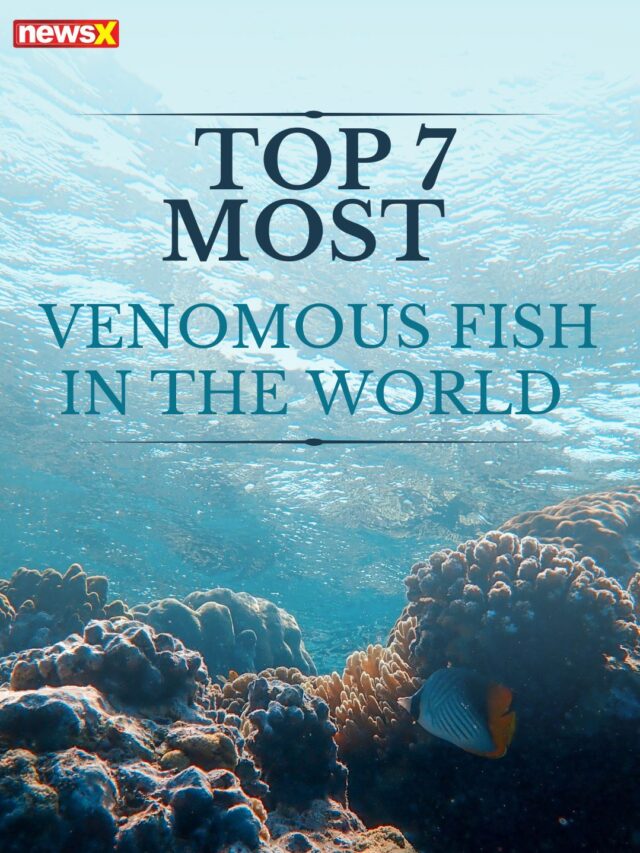 Top 7 Most  Venomous Fish In The World