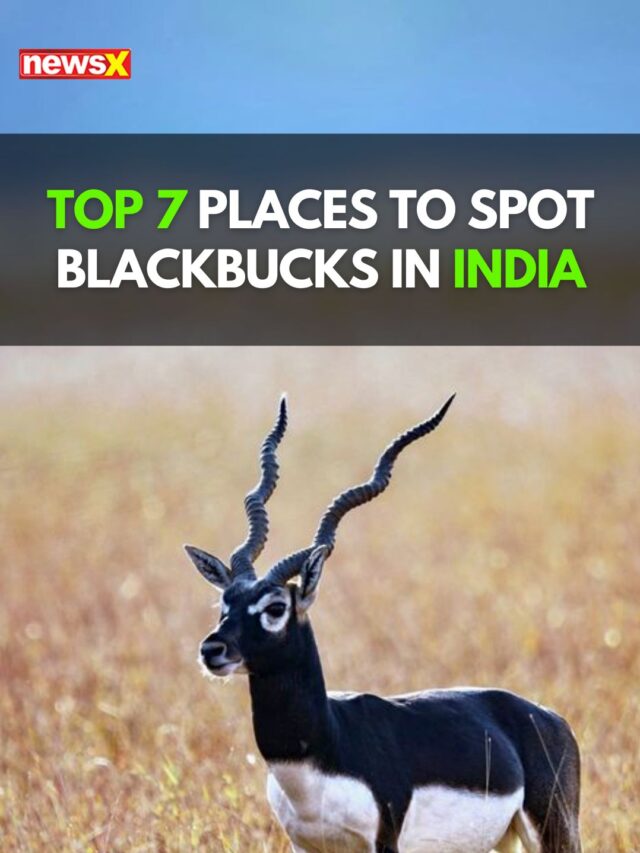 Top 7 places to spot blackbucks in India.