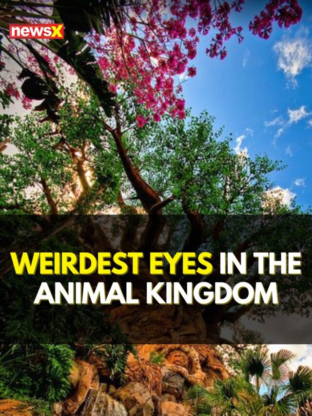 Weirdest Eyes In The Animal Kingdom