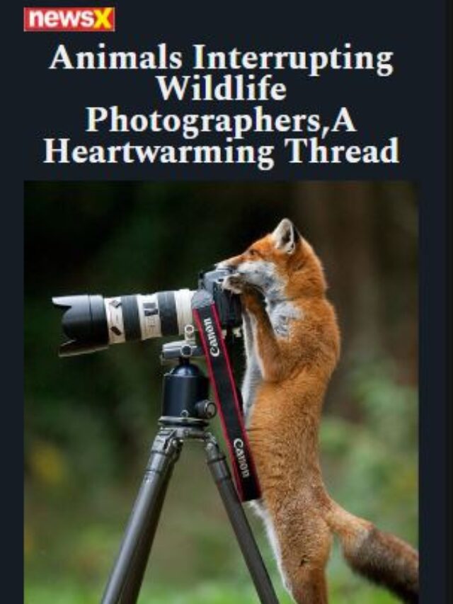 Animals Interrupting Wildlife Photographers,A Heartwarming Thread