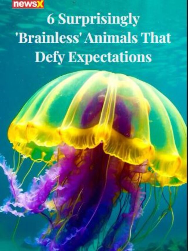 6 Surprisingly ‘Brainless’ Animals That Defy Expectations