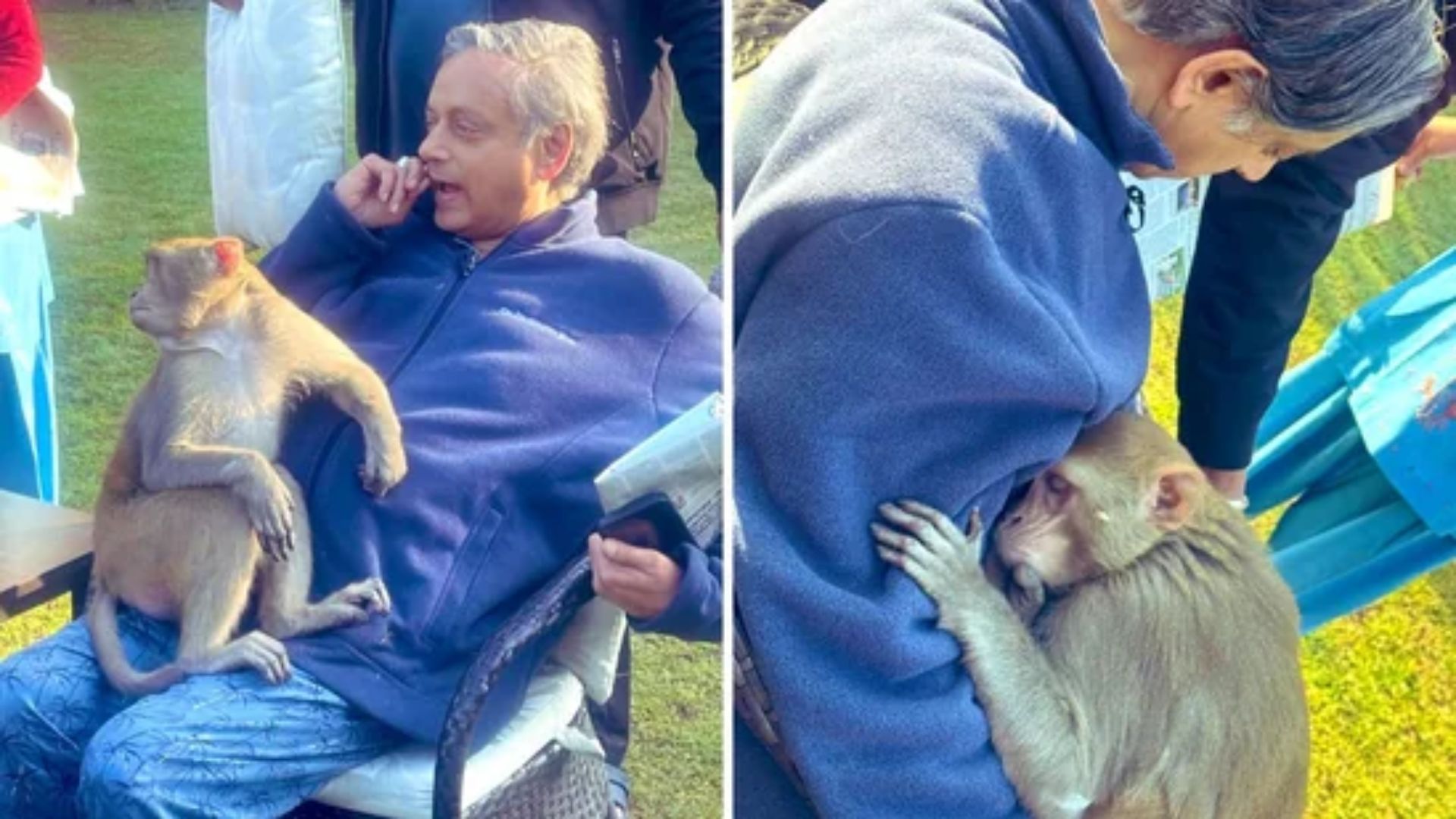 Monkey Parks Itself On Shashi Tharoor’s Lap, Congress MP Says ‘Extraordinary experience’