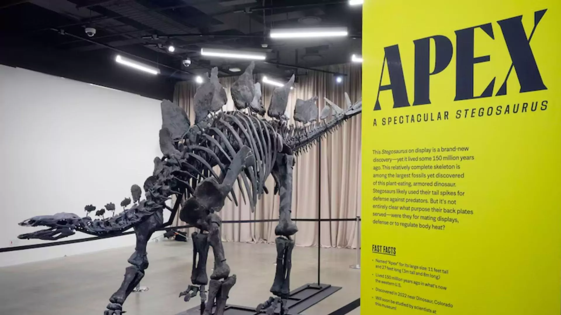 Apex: The World’s Most Expensive Dinosaur Fossil Now on Display in New York