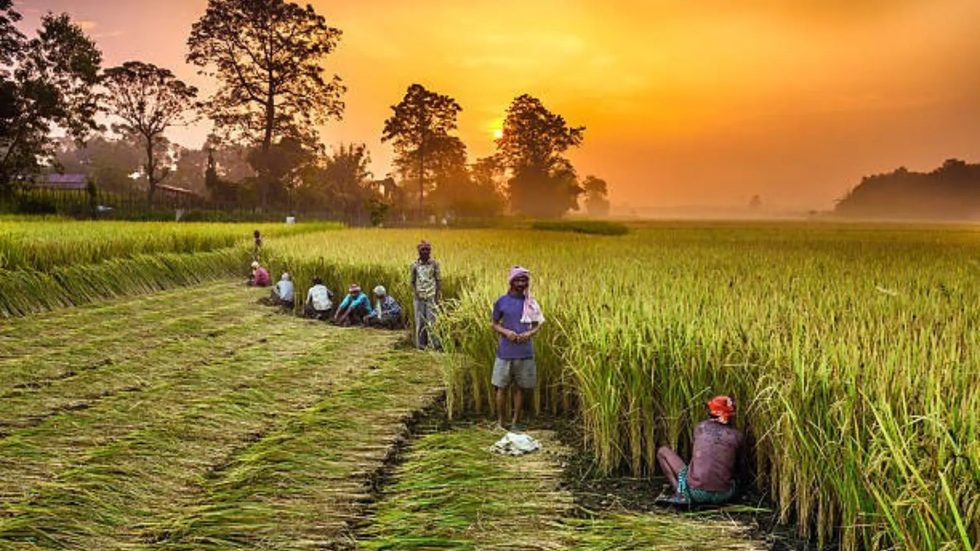 Bharat Progress Report 2024 : India’s Rice Production Hit A Record 120 Million Tonnes