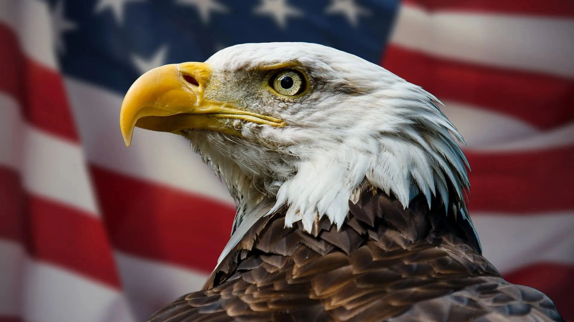 After 240 Years, Bald Eagle Officially Becomes National Bird Of US