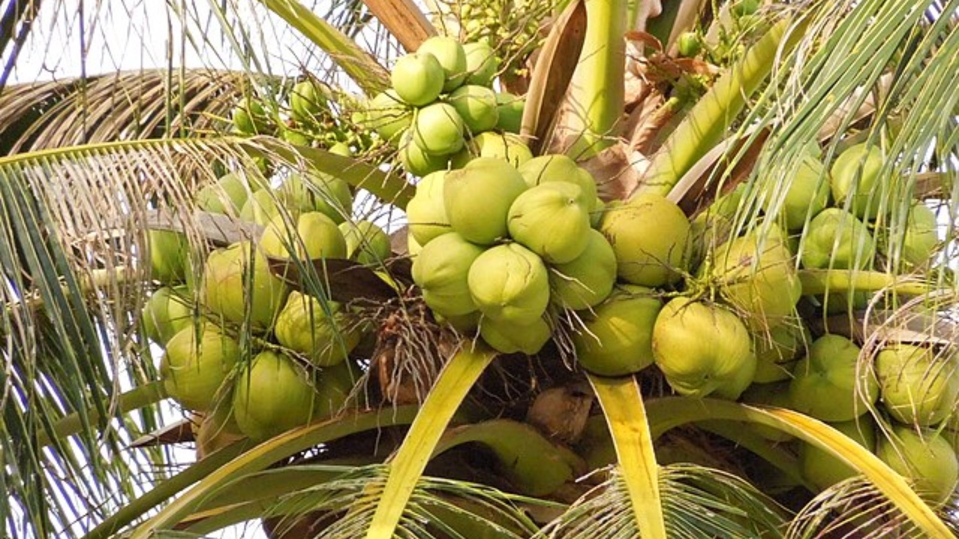 Coconuts Caused 2.2 Times More Accidents Than Drunk Driving In 2024: Report