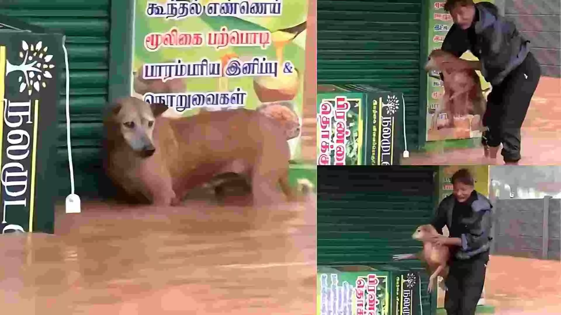 Watch: Man Saves Stranded Dog As Cyclone Fengal Wreaks Havoc In Flooded Area In Puducherry