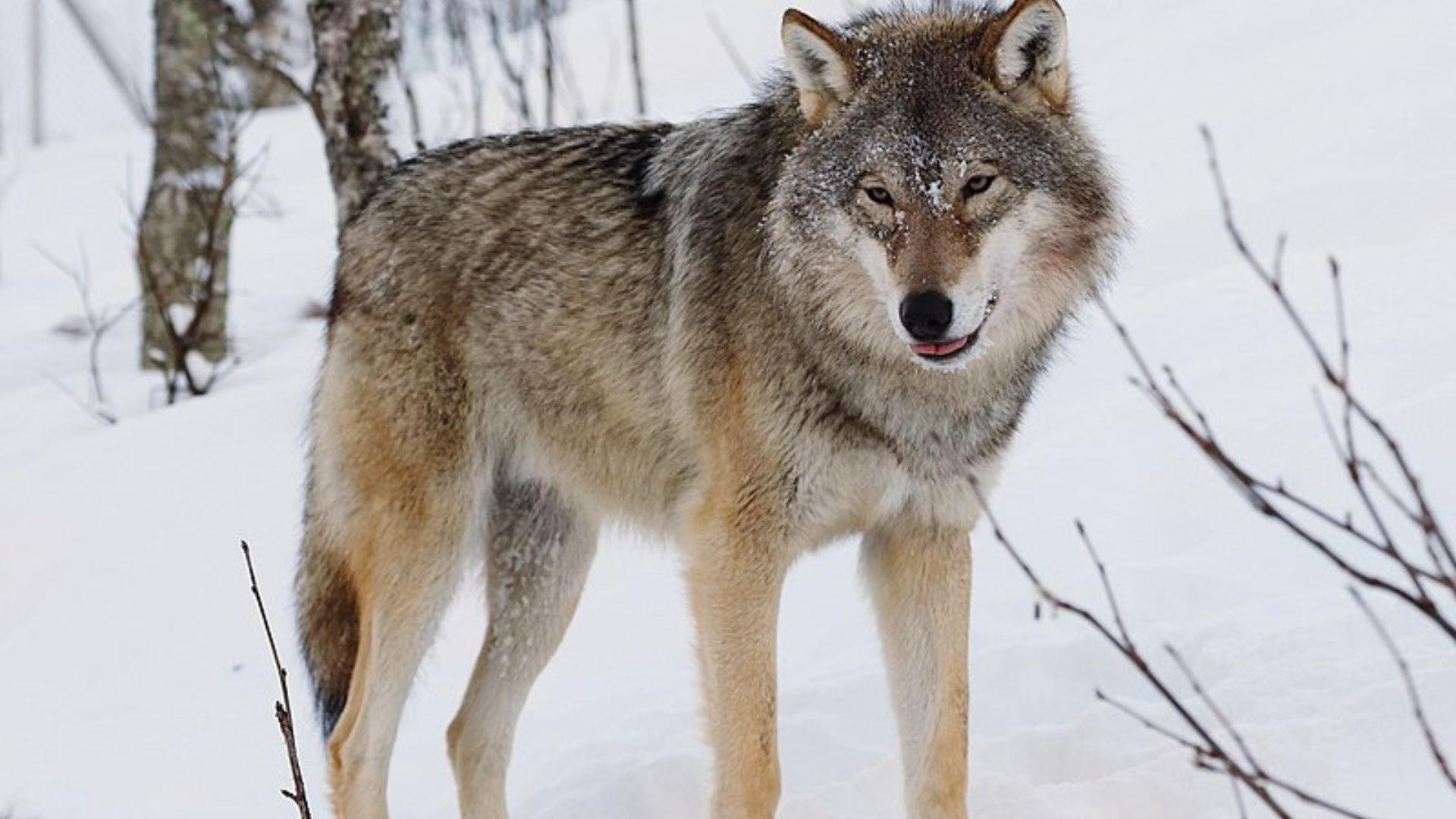 EU Considers Easing Protections For Grey Wolves Amid Rising Conflict