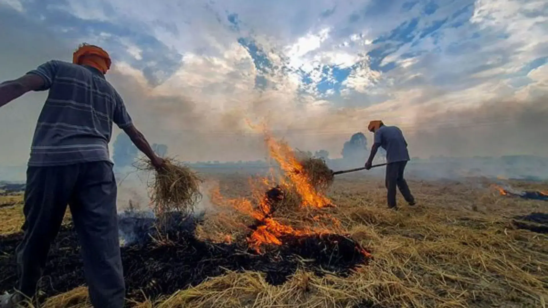 Government Pushes High-Value Crop Substitution To Combat Stubble Burning In Punjab, Haryana, And UP