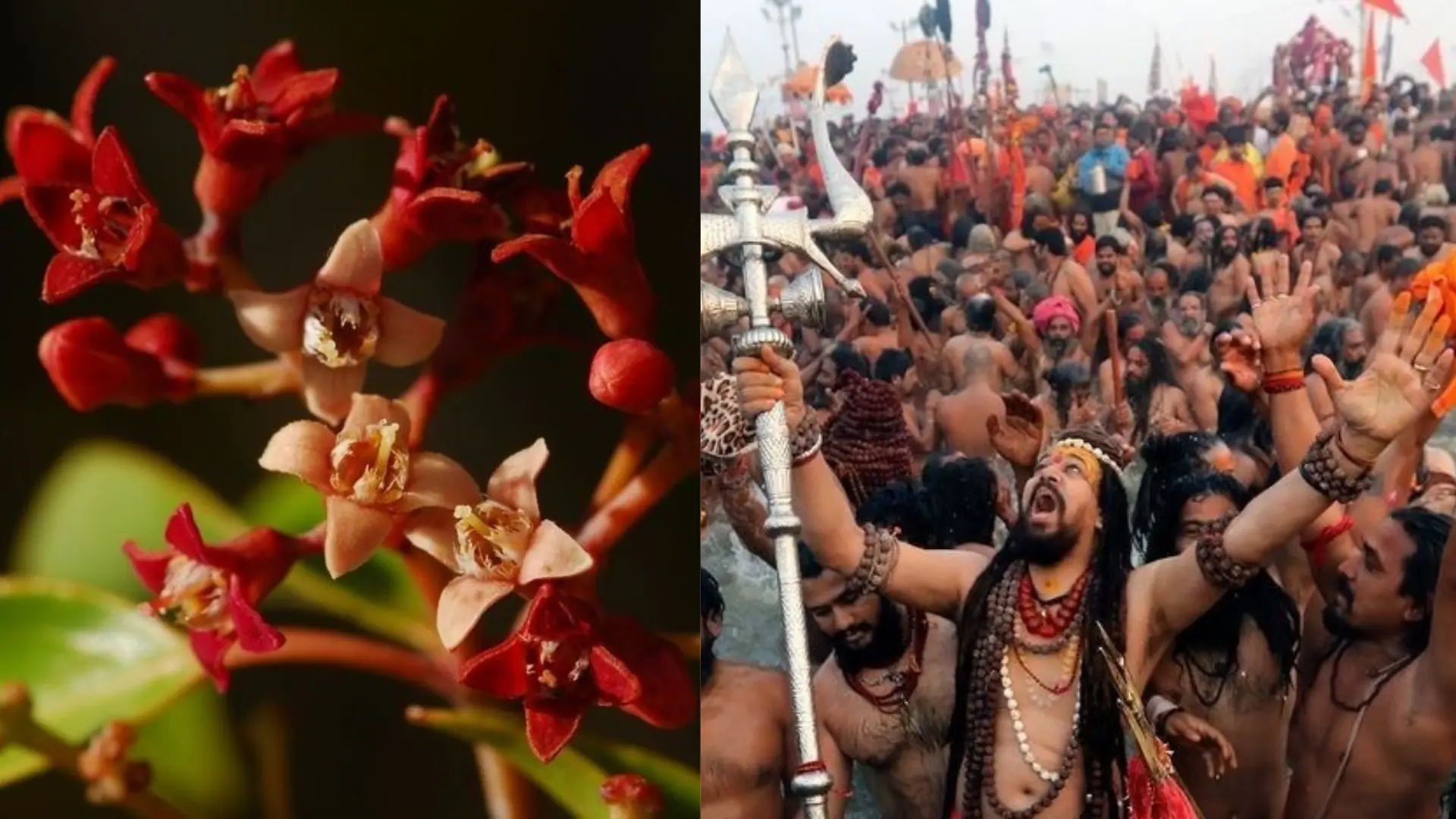 Mahakumbh Mela 2025: Sandalwood And Rudraksh Sapling To Be Given To Devotees