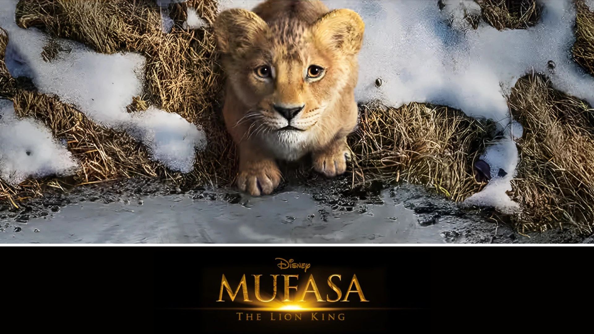 Mufasa: The Lion King X Review: Stunning Visuals, Pure Joy, Yet Flawed Prequel – Fans React With Mixed Emotions