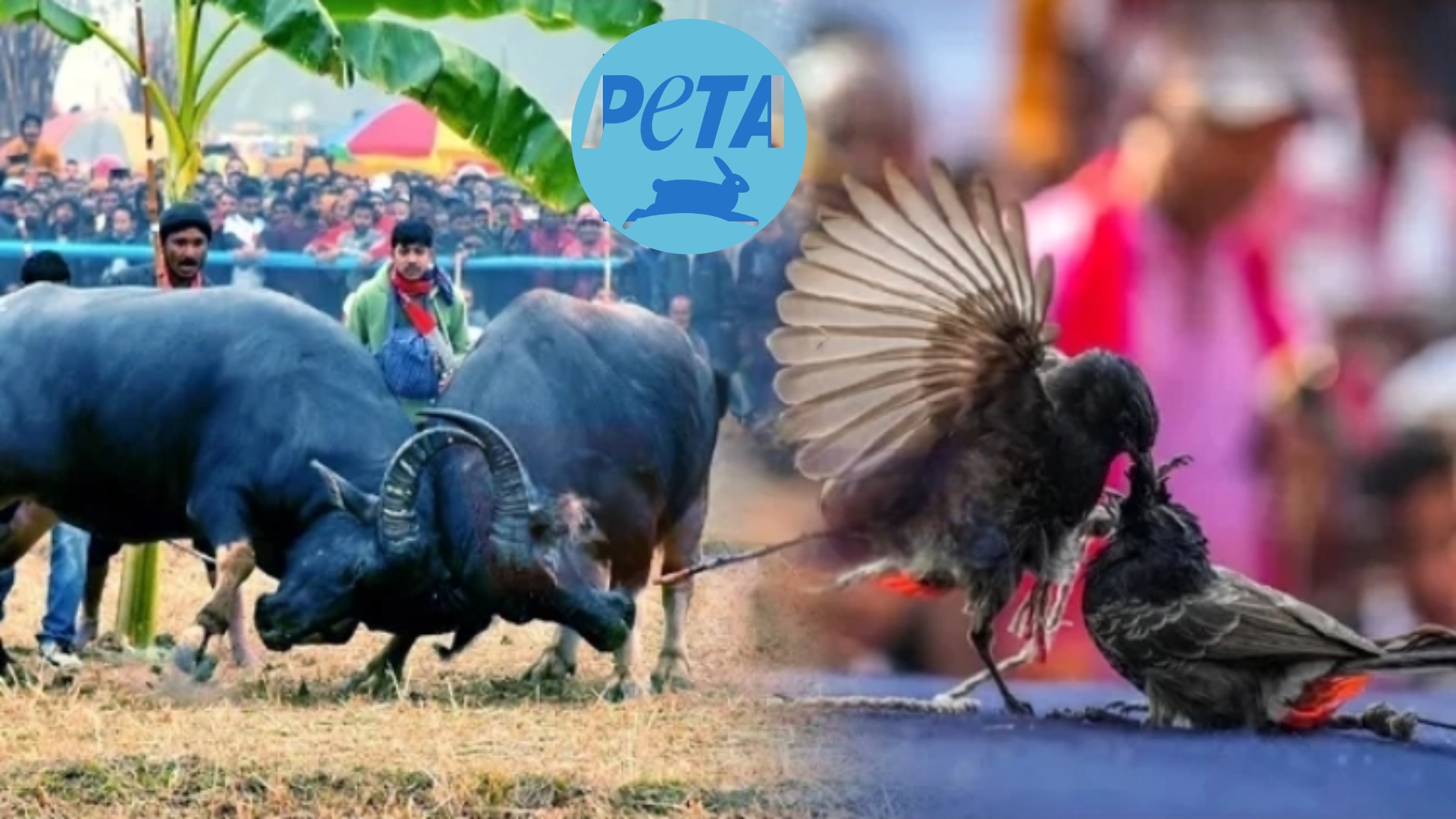 Gauhati HC Bans Buffalo, Bulbul Fights After PETA’s Petition