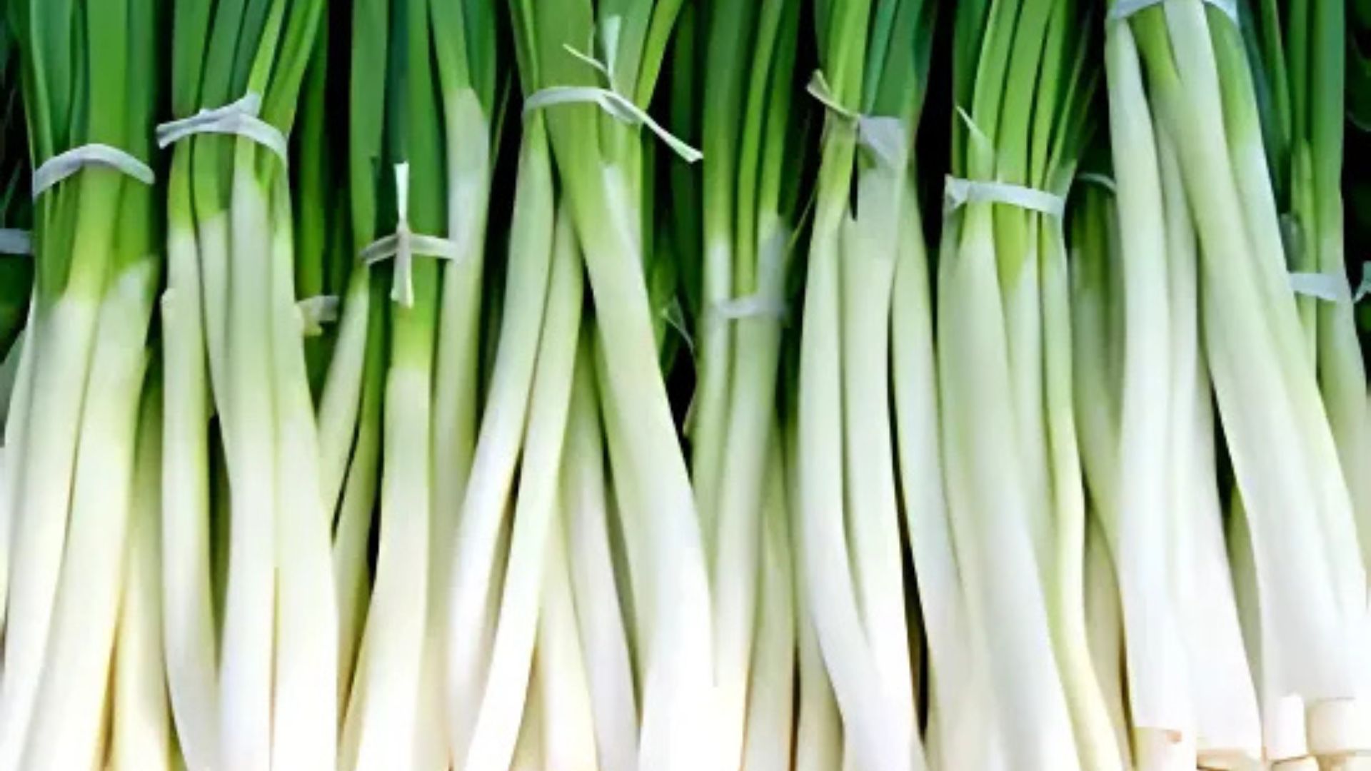 Spring Onion’s Freshness And South Korea’s Protests